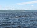 Baleines 014